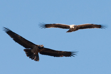 Probable juvenile Spanish Imperial Eagle Aquila adalberti with juvenile Lammergeier Gypaetus barbatus