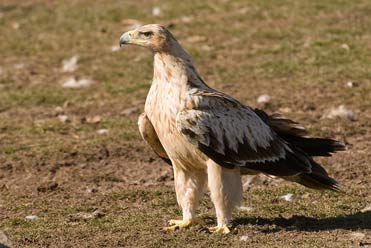 Juvenile Spanish Imperial Eagle Aquila adalberti in the Pyrenees.