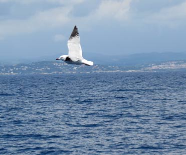 Audouin’s Gull Larus audouinii