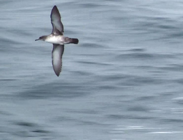 Balearic Shearwater, Puffinus mauretanicus