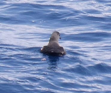 Sooty Shearwater Puffinus griseus in the Mediterranean Sea