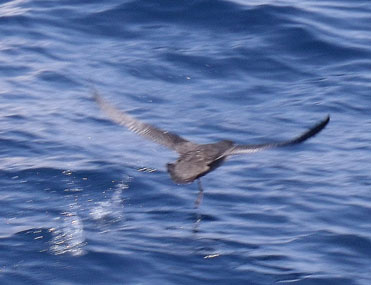 Sooty Shearwater Puffinus griseus