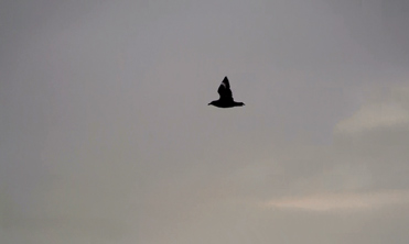 Great Skua, Stercorarius skua.