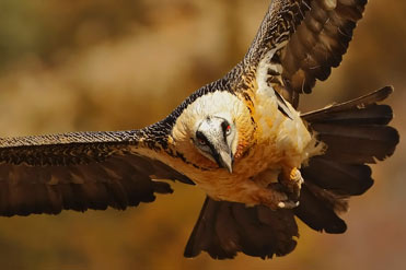 Lammergeier, Gypaetus barbatus