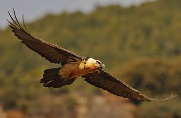 Lammergeier, Gypaetus barbatus. Also called the Bearded Vulture.