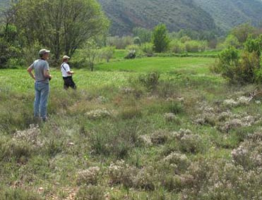 Looking for the Orphean Warbler.