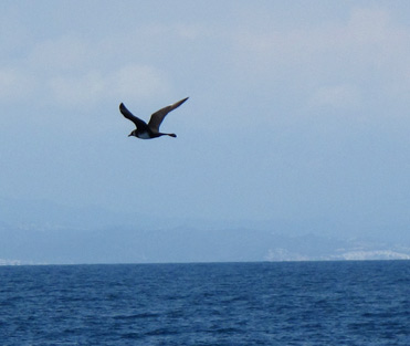 Pomarine Skua Stercoraius pomarinus in the Mediterranean Sea