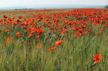 Poppies and birding in Spain.