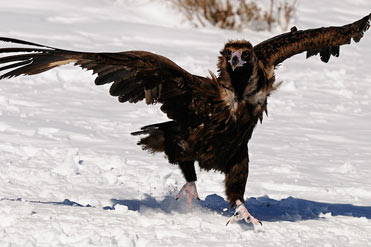 Black Vulture Aegypius monachus