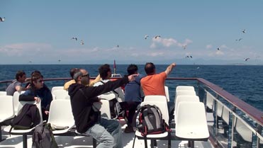 Seawatching off the Mediterranean coast