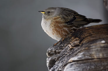 Alpine Accentor Prunella collaris