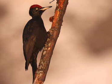 Black Woodpecker Dryocopus martius