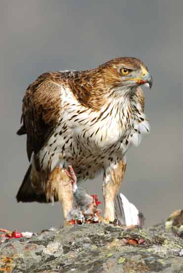 Bonelli’s Eagle, Hieraaetus fasciatus.