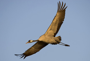 Common Crane, Grus grus.