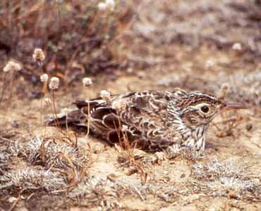 Dupont’s Lark Chersophilus duponti