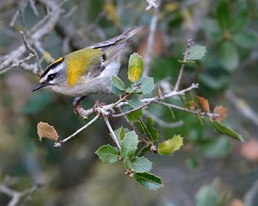 Firecrest Regulus ignicapillus.