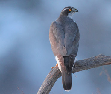 Goshawk, Accipiter gentilis.