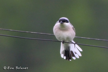 Lesser Grey Shrike, Lanius minor.