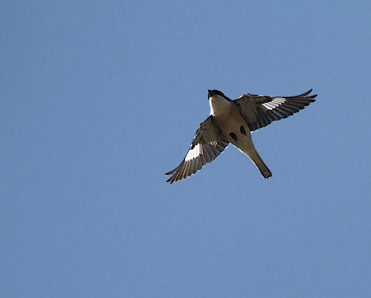 Alcaudón chico, Lanius minor.