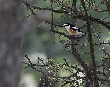 Alcaudón núbico, Lanius nubicus