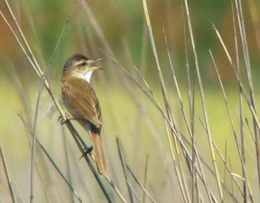 Carricero agrícola, Acrocephalus agricola.