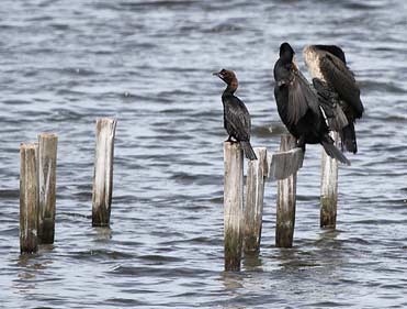 Cormorán pigmeo en Poda