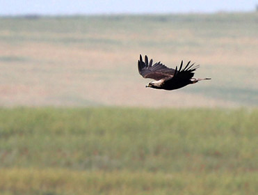 Aguila imperial oriental, Aquila heliaca.