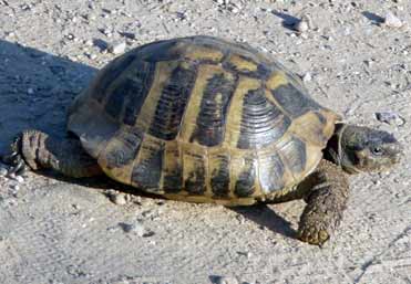 Tortuga Mediterránea