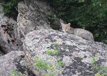 Gato montés