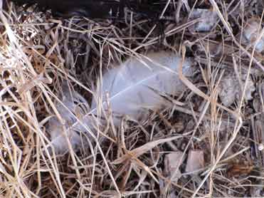 Barn owl feather