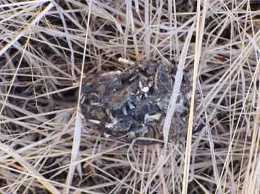 Barn owl food pellet