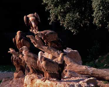 Griffon Vultures at rest