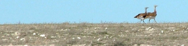 Great Bustards - Avutardas - Piocs