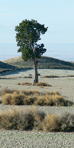 A Spanish Juniper in the Monegros