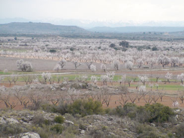 Almond tree blossom at Alfés with snow-capped Montsant way in the ba