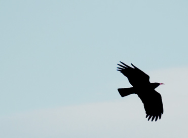 Red-billed Chough Pyrrhocorax pyrrhocorax