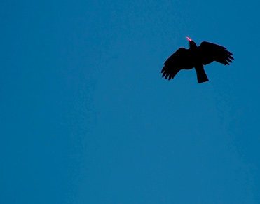 Red-billed Chough Pyrrhocorax pyrrhocorax