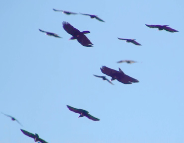 Red-billed Choughs Pyrrhocorax pyrrhocorax