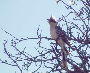 Great Spotted Cuckoo Clamator glandarius