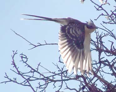 Great Spotted Cuckoo Clamator glandarius