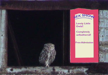 Little Owl Show