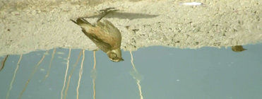 Whinchat reflection Saxicola rubetra