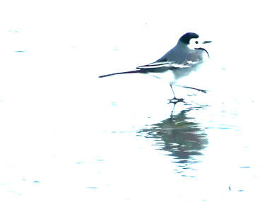 White Wagtail Motacilla alba