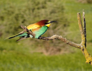 Bee-eater, Merops apiaster.