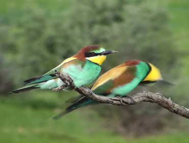 Bee-eaters, Merops apiaster.