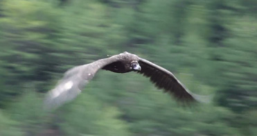Black Vulture, Aegypius monachus, in flight