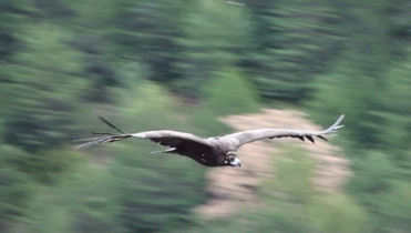 Black Vulture, Aegypius monachus, in flight