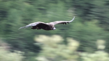 Black Vulture, Aegypius monachus, in flight