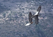 Lammergeiers, Gypaetus barbatus, in flight
