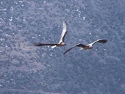 Lammergeiers, Gypaetus barbatus, in flight